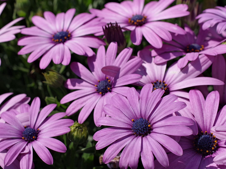 Источник фото: semena-partner.ru