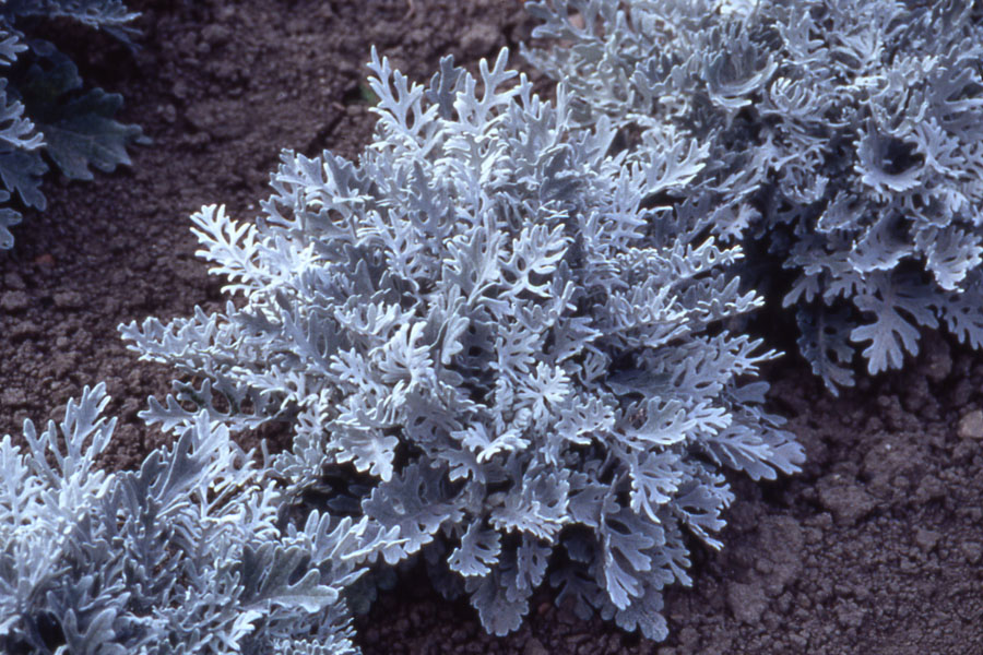 Источник фото: sibseed.ru