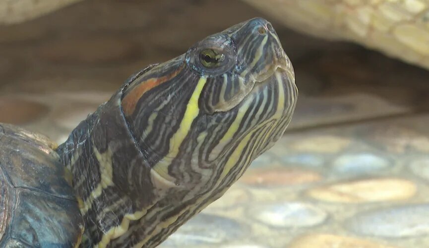 «Пришельцы» в природе. Как инвазивные виды угрожают нашей фауне?