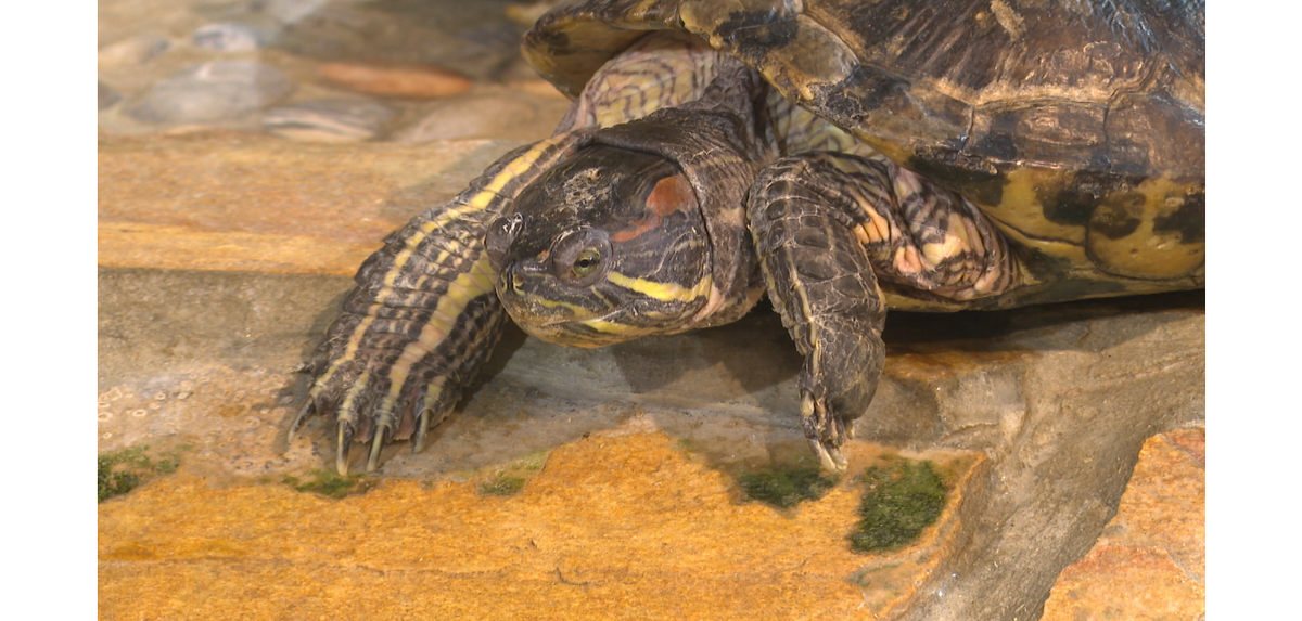 Фото: МТРК "Мир"