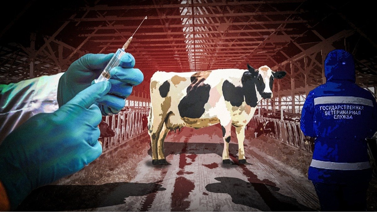 Почему в Сибири массово зaбивают коров, коз и свиней? Точного ответа до сих пор никто не знает