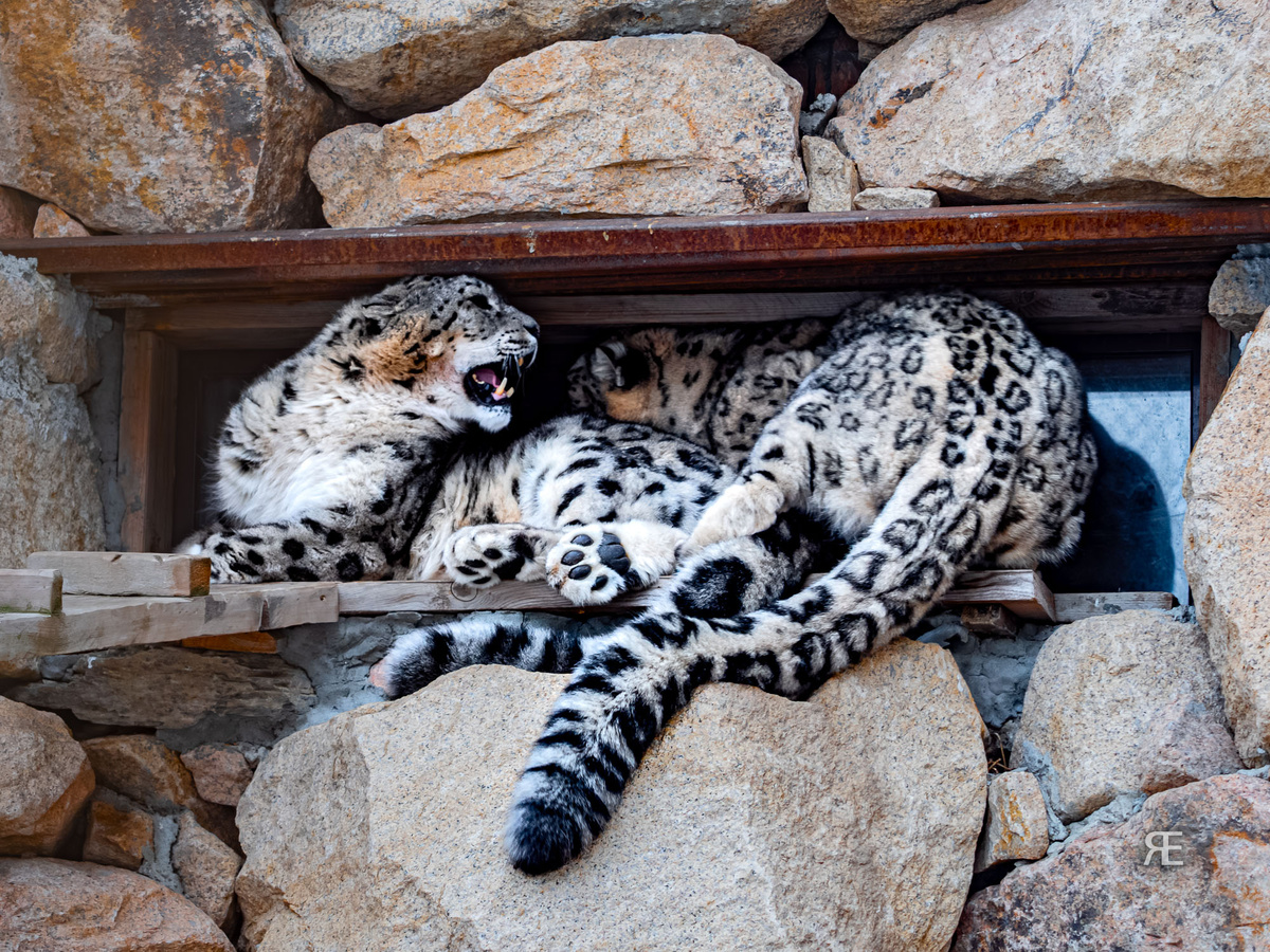 Барсы в зоопарке "Карым"