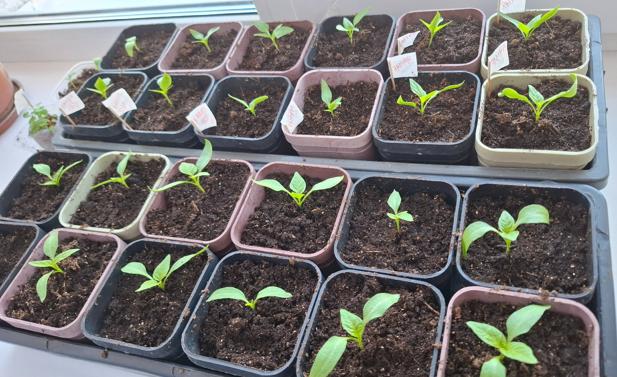 Теперь перцы живут здесь.