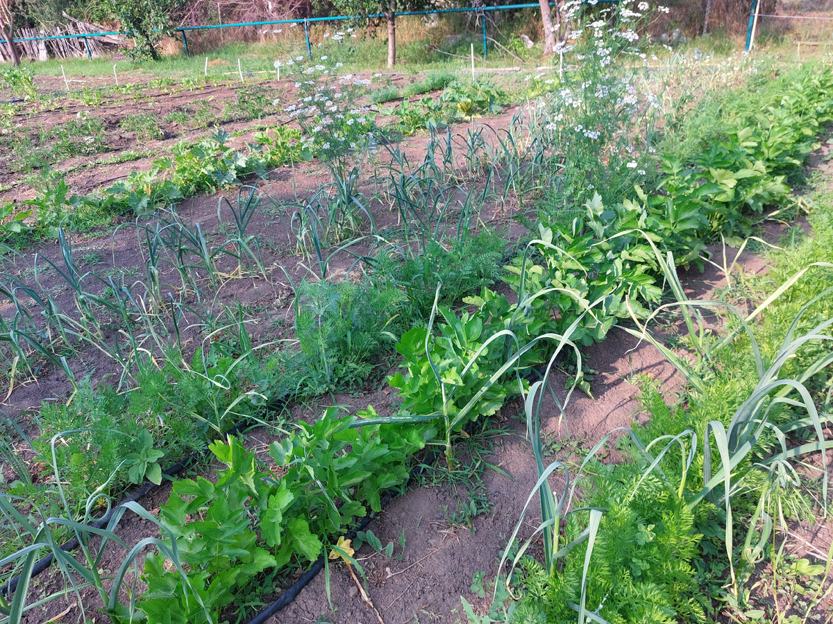 Между рассадой и открытым грунтом