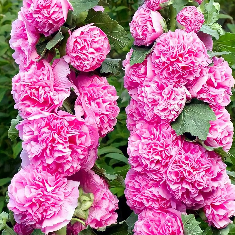 Между рассадой и открытым грунтом