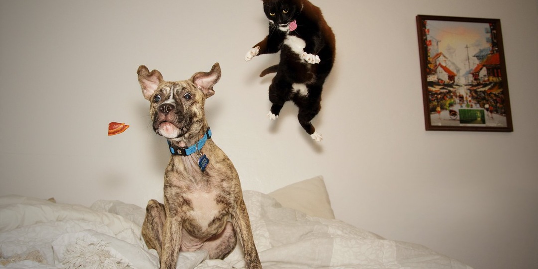 Котов или собак? Какого домашнего питомца выбрать?