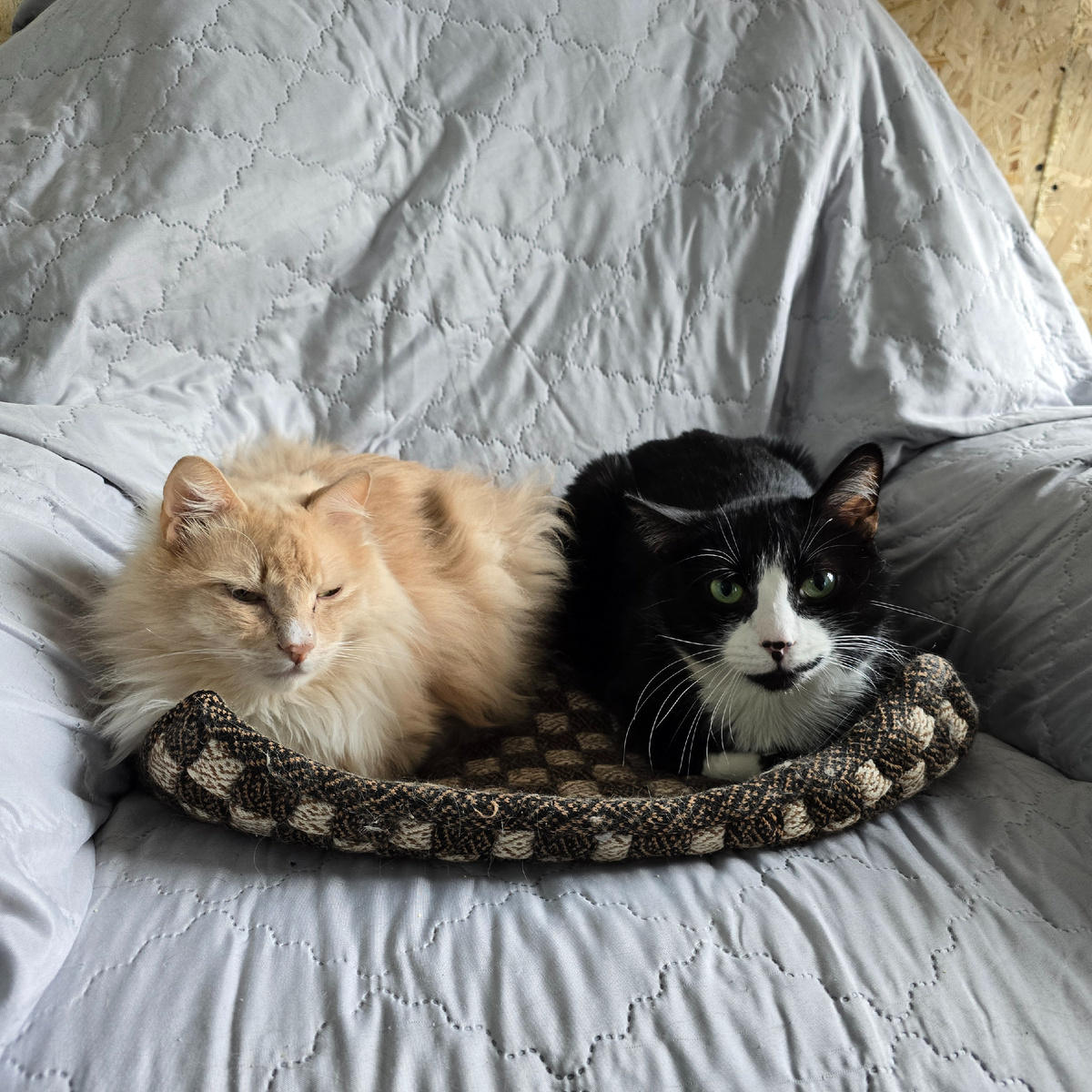 два пушистых гипнотизёра