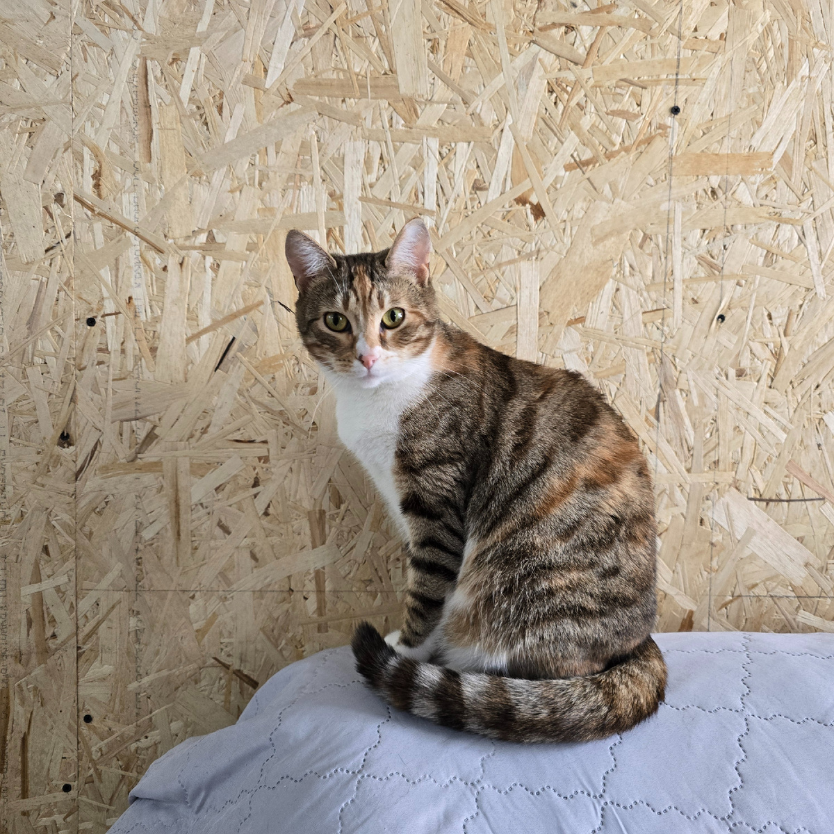 полосатая красавица позирует как модель