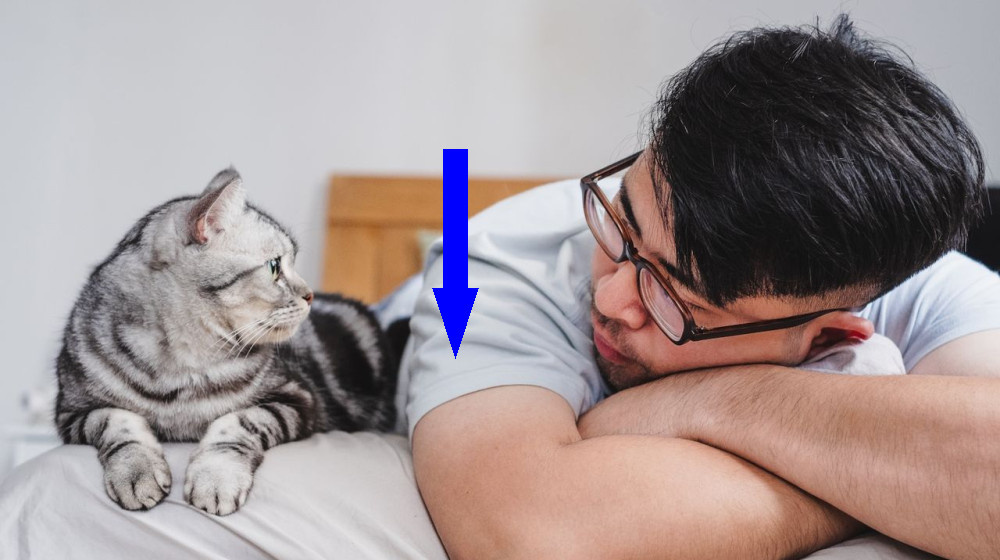    Кошки как паразиты человеческих обществ: почему мы так близки к ним?