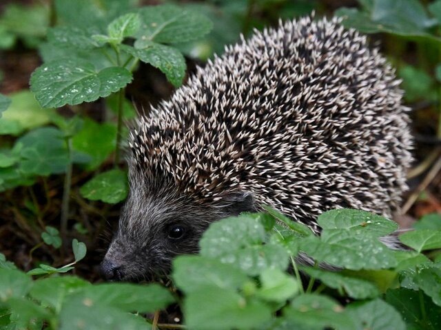    Фото: ТАСС/Александр Казаков