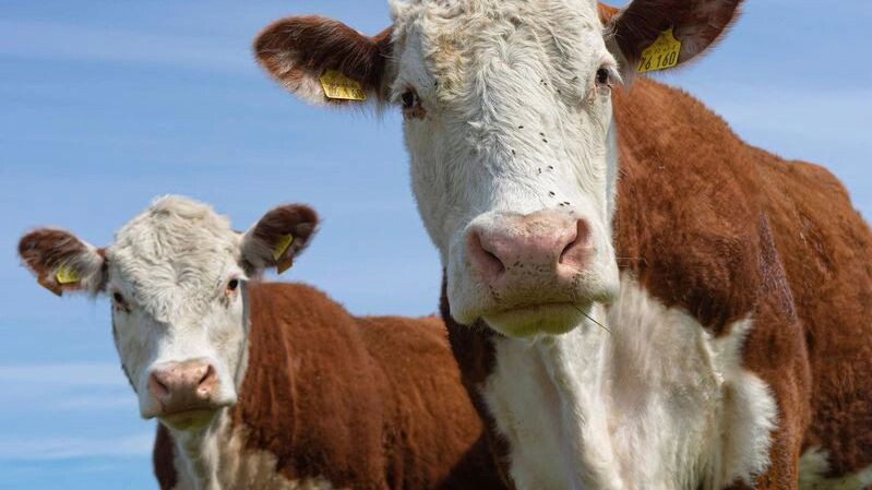    Фото: 247 FILM/Shutterstock/Fotodom