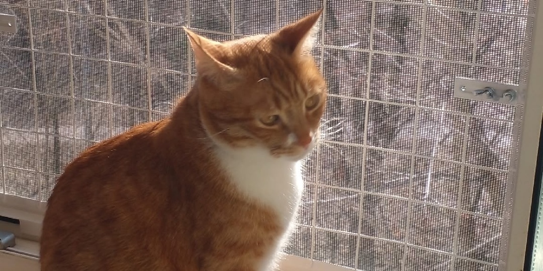 Привет из дома от Медка ☺️