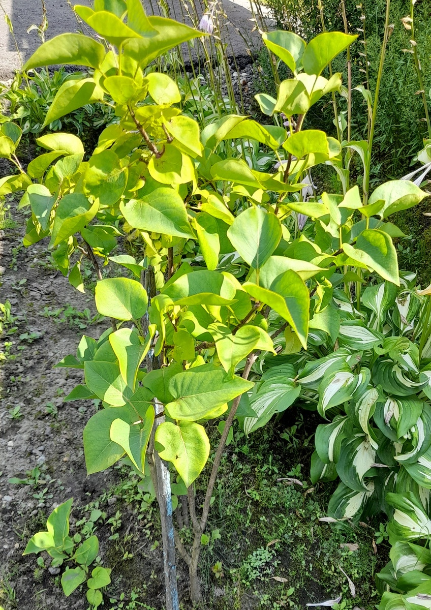 Сирень. Фото автора 