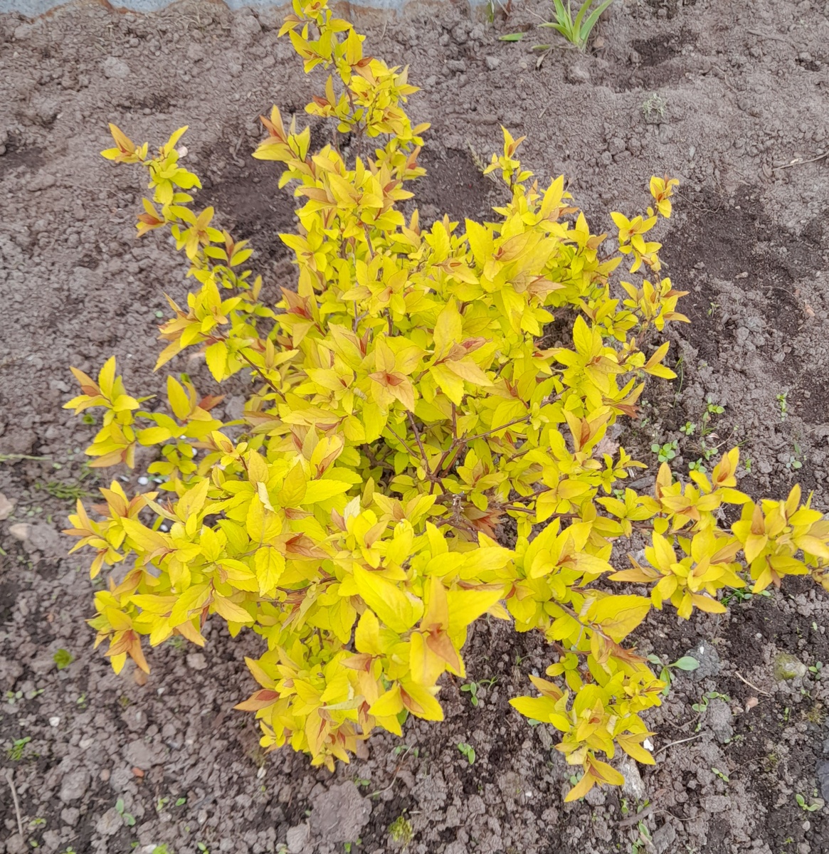 Спирея японская. Фото автора 