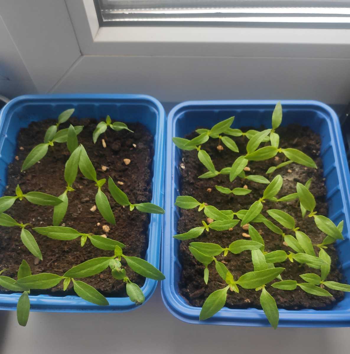 Перец болгарский "Бобрешовых" и "Воронежский". 