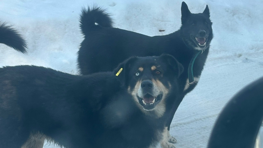    Фото: ЧП Кострома