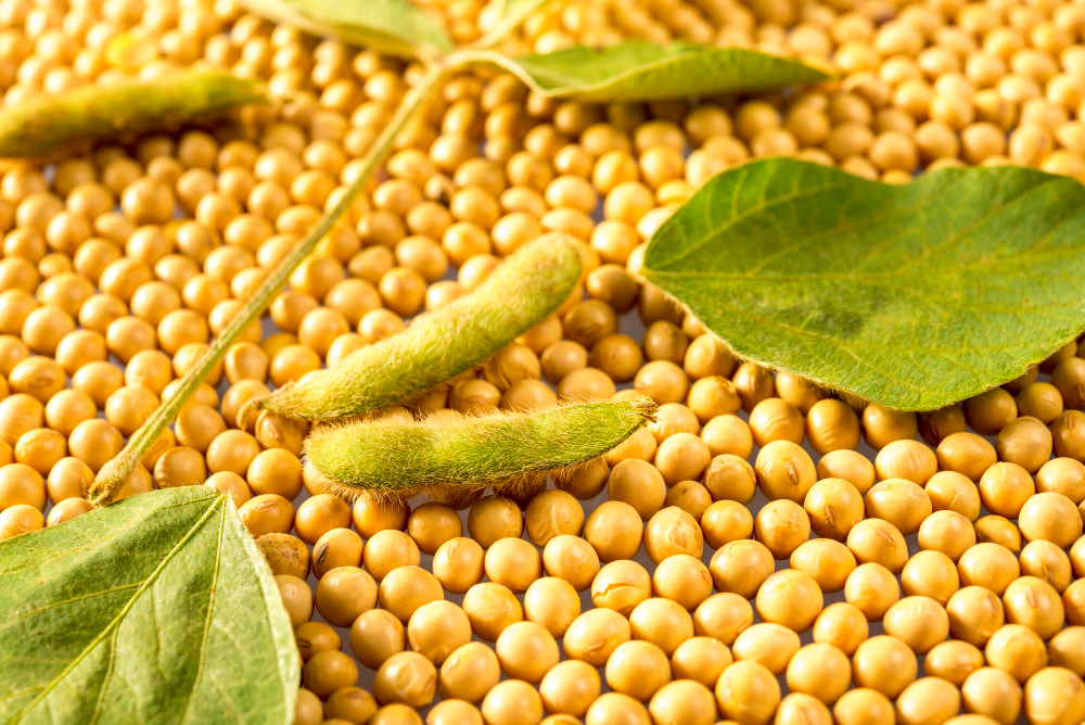 Фото: Henrique_ferrera / Freepik