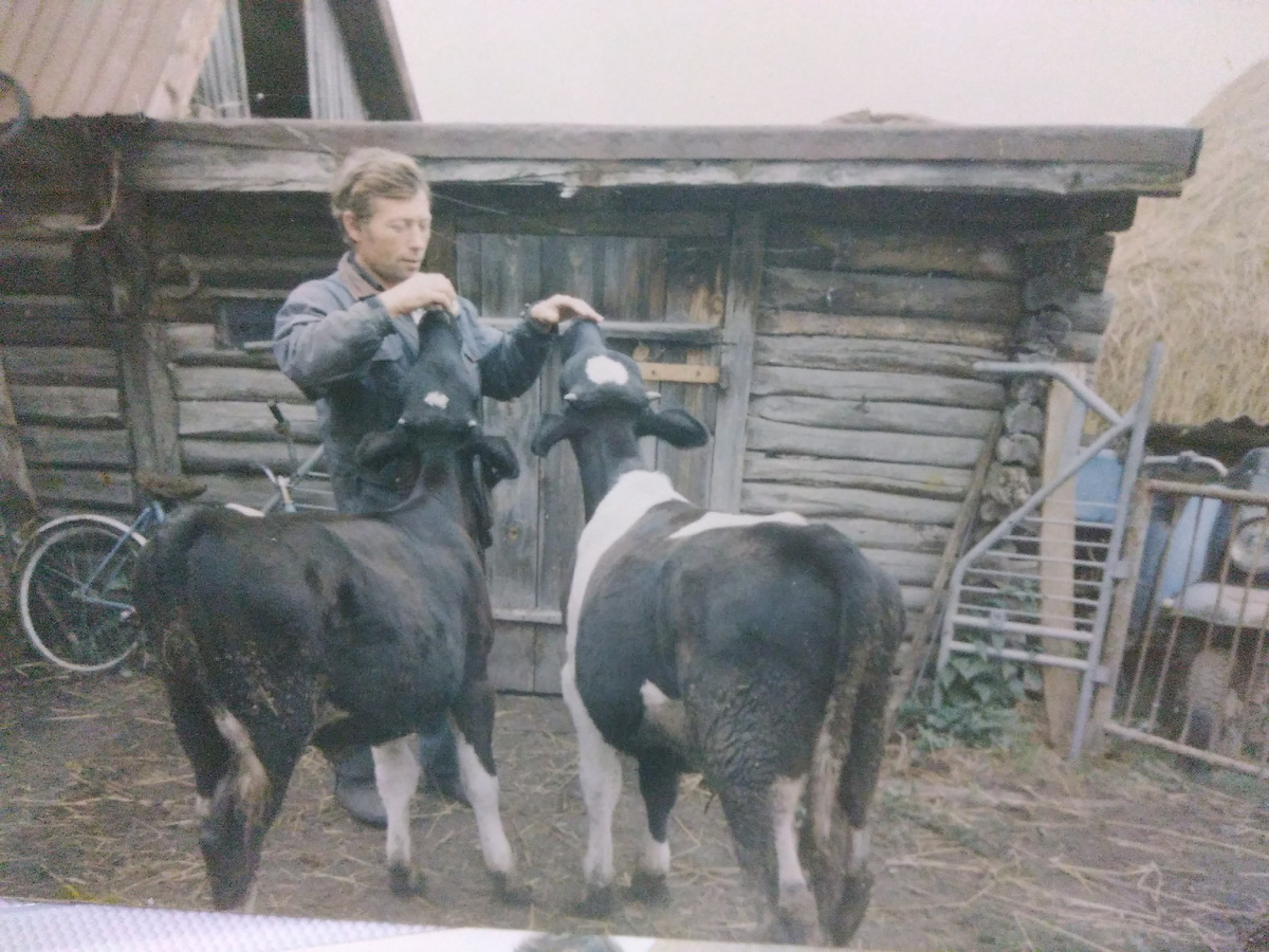 Телята  на нашей мини ферме. фото Ауры ( из семейного архива)
