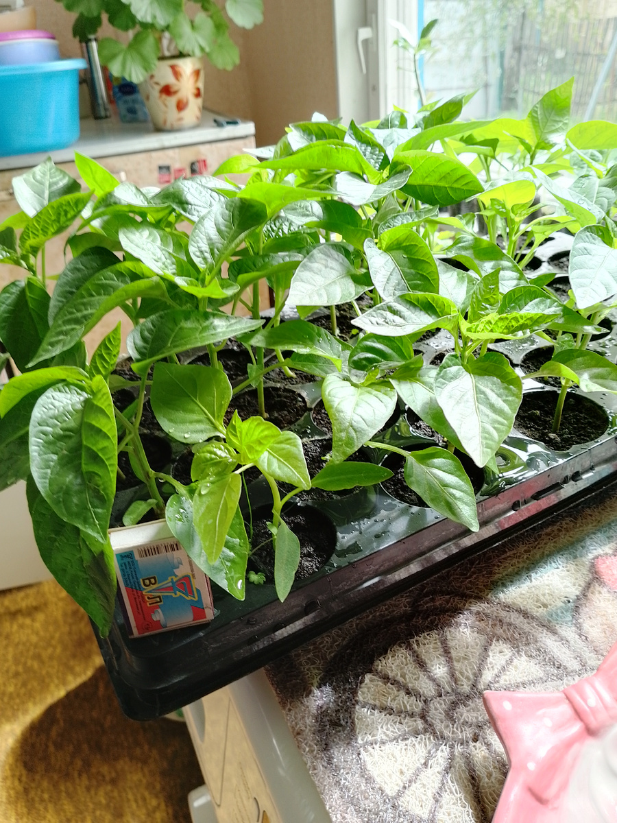 Перцы прошлого 2025 года в начале апреля