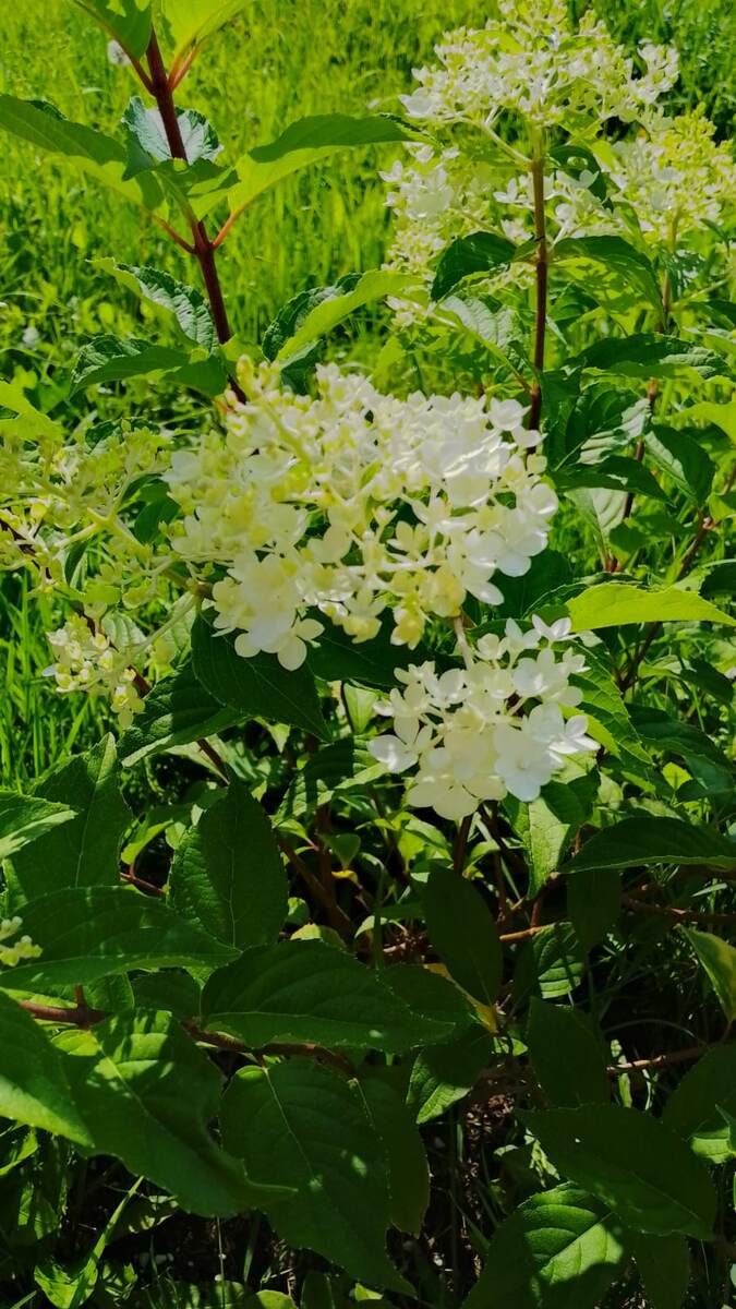 Гортензия "тяжелой судьбы" 🤣