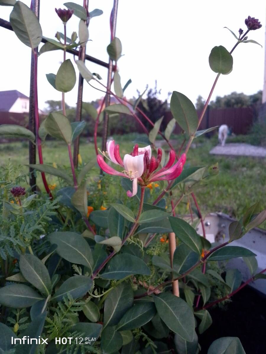 Каприфоль Сератино. Первое цветение. В ногах бархатцы тонколистные. Фото автора.