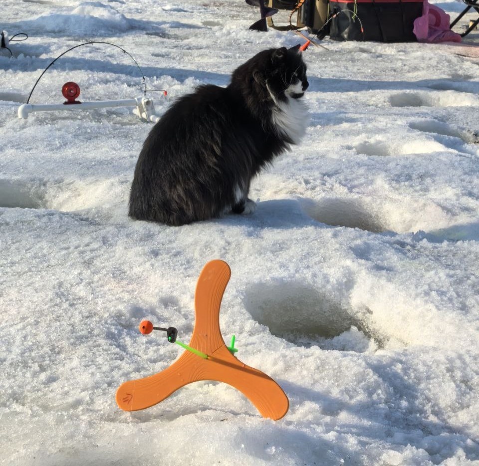 Котик продумывает стратегию ловли по открытой воде