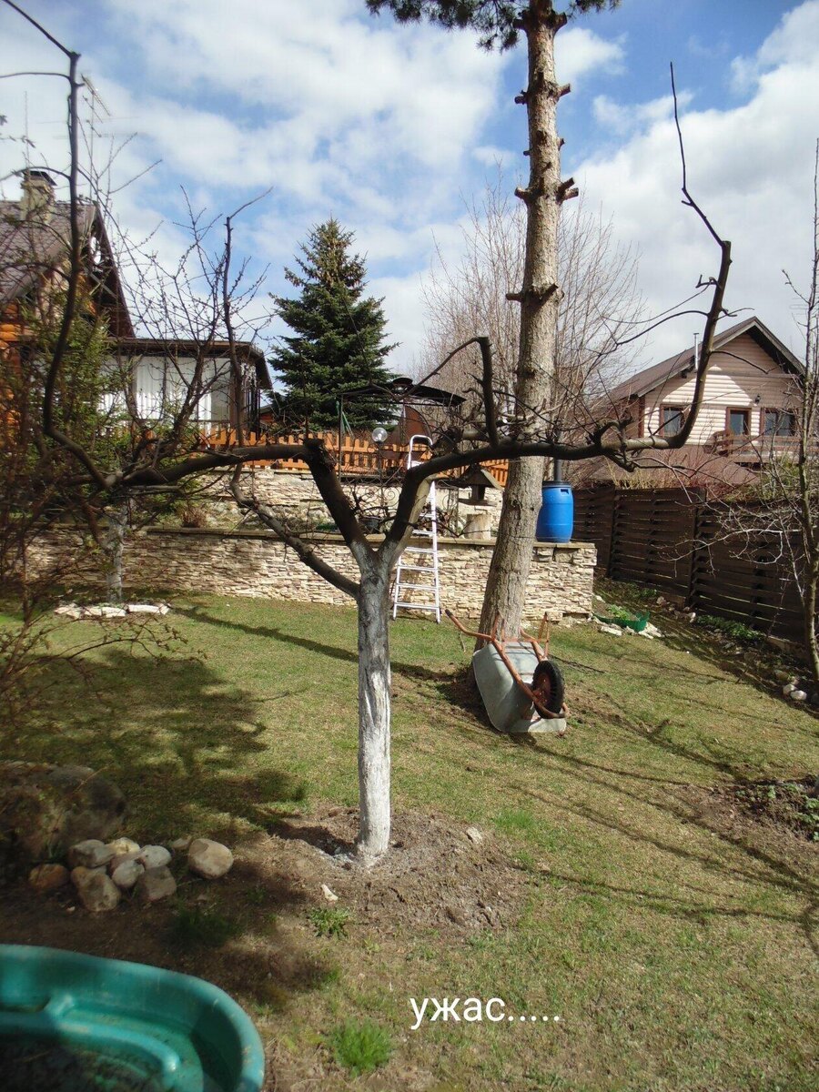 Изуродованное дерево. 