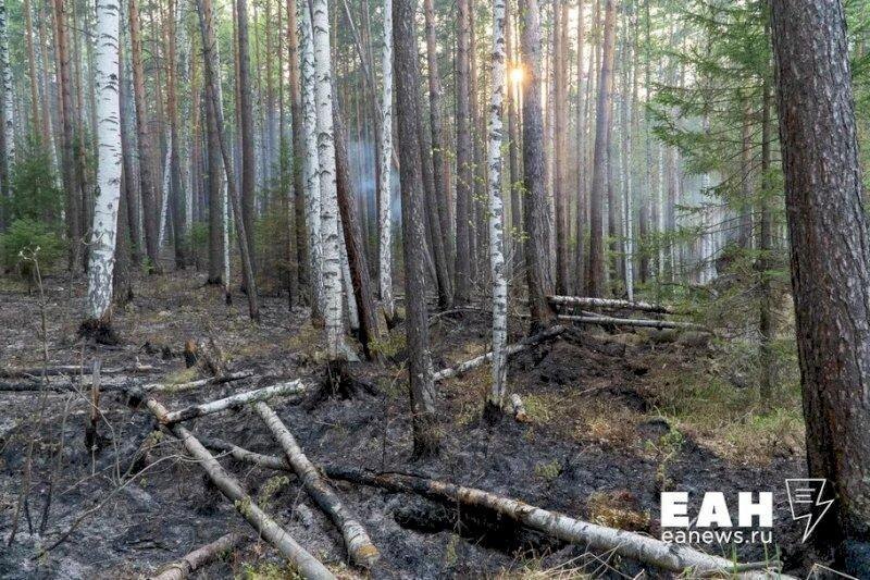    ЕАН. Последствия лесного пожара