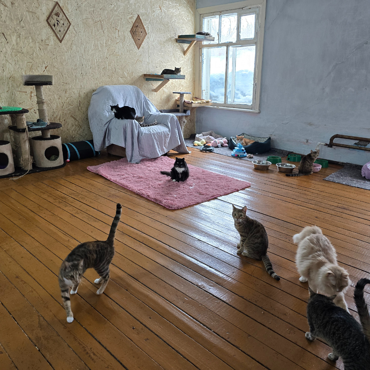 кошачий дом где каждый угол пропитан тревогой