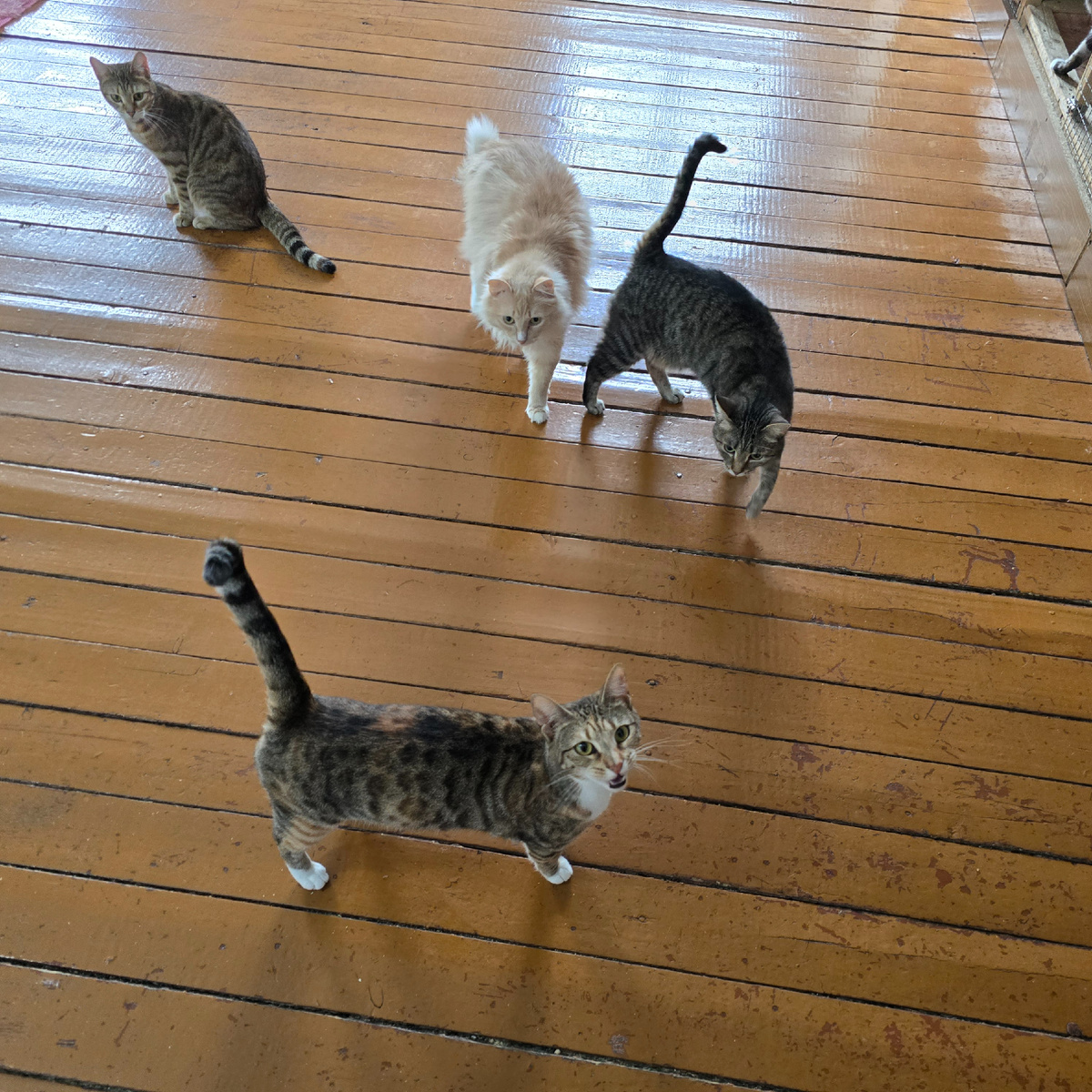 четыре судьбы на деревянном полу надежды