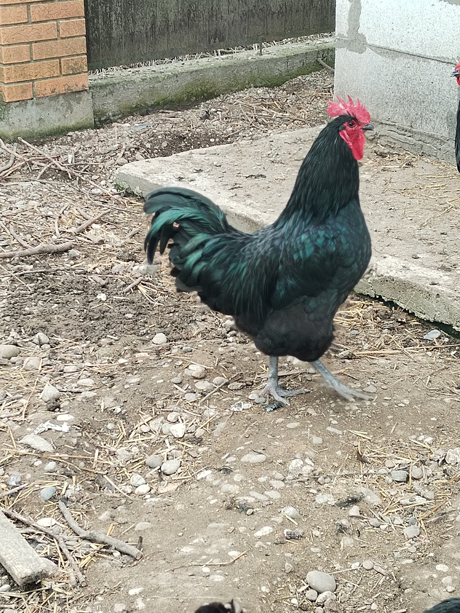 Джерсийский гигант. 