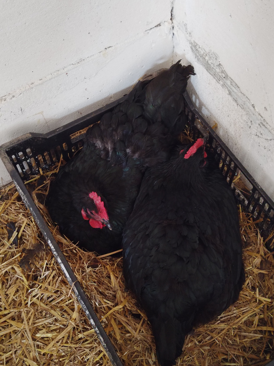 Девки работают🤭😆. 