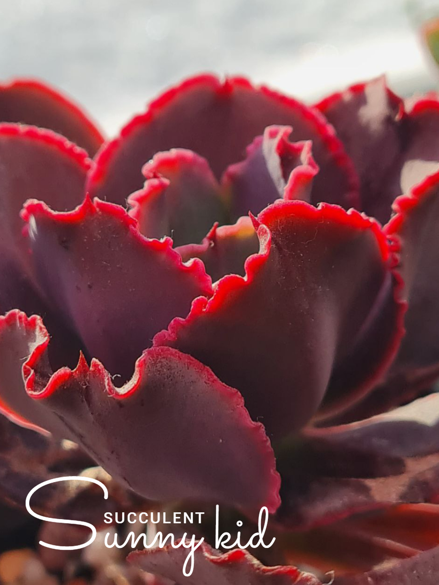 Sunny kid | Succulent