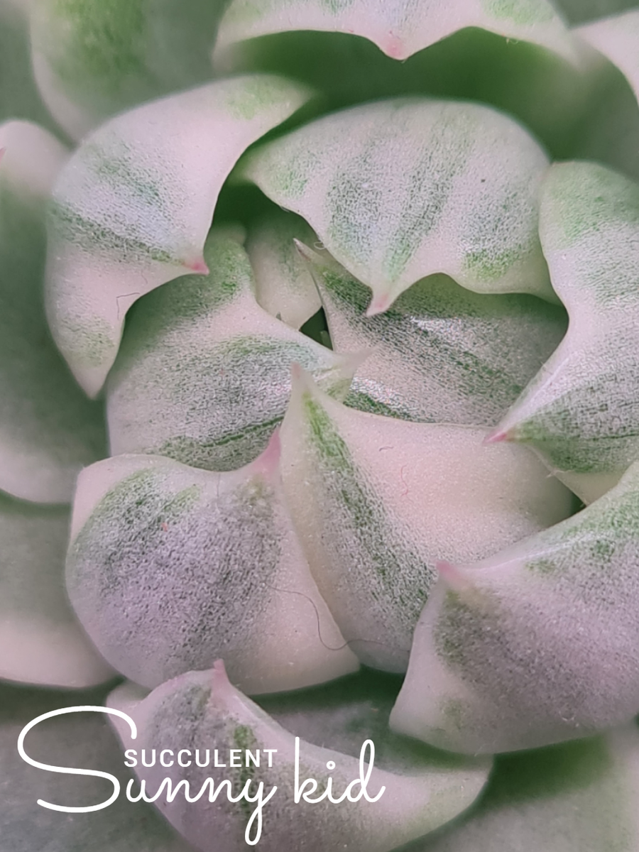 Sunny kid | Succulent