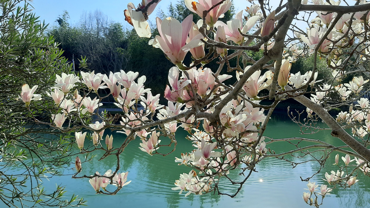 Магнолия Суланжа