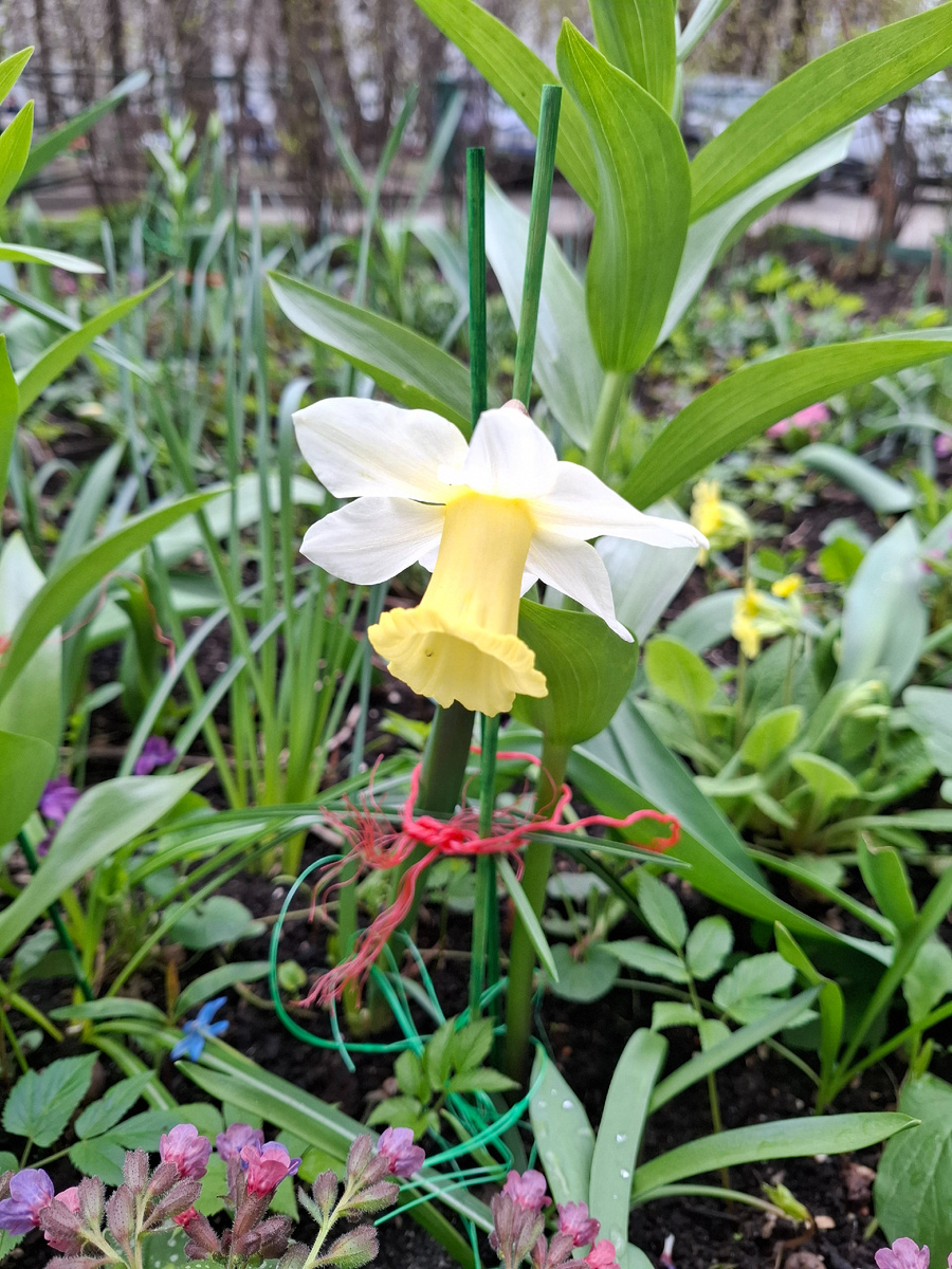 Обожаю нарциссы