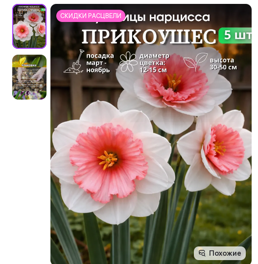 уже изначально фото обман! вот характеристика цветка Цветки: чашевидные, с широкими лепестками, ярко-жёлтые с оранжевыми или кремовыми оттенками в центре. Диаметр — около 5–6 см. 