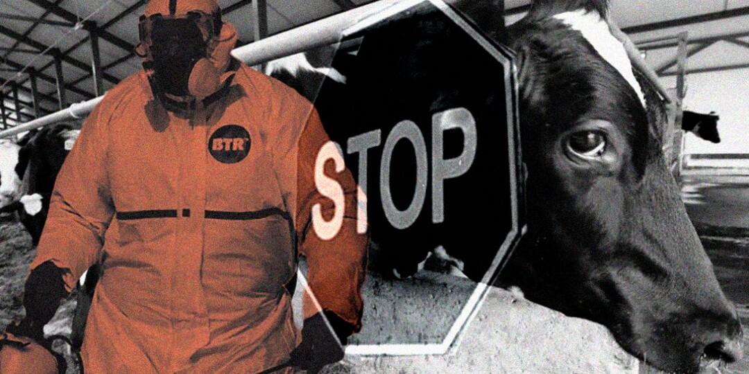 «Мне уже нечего терять — нас просто обнулили». В Новосибирской области власти массово убивают скот и запугивают местных жителей