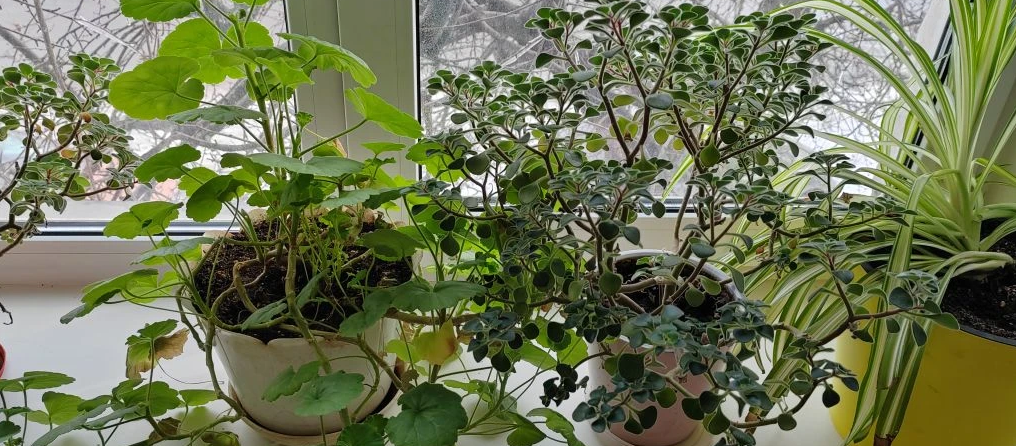 При правильном уходе растения будут радовать вас пышной зеленью