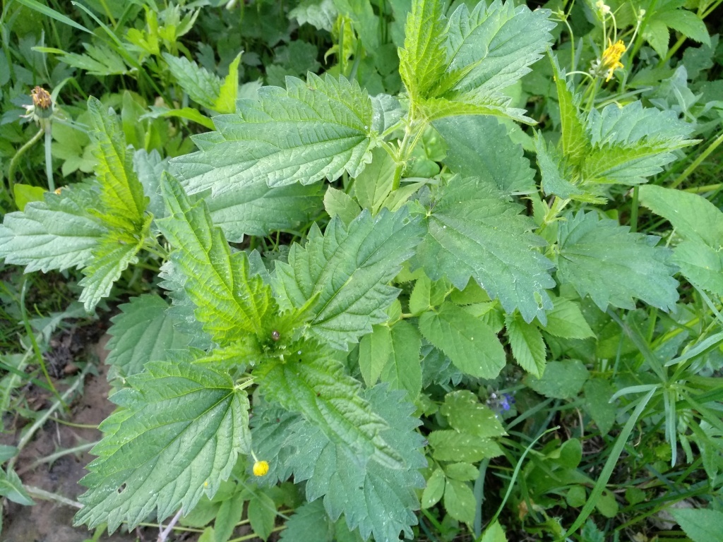  Молодая крапива