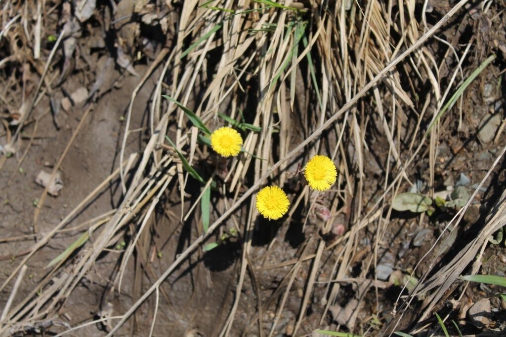  Мать-и-мачеха