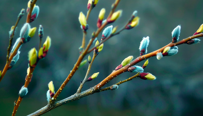21 марта — Вербоносица. Фото: 1MI