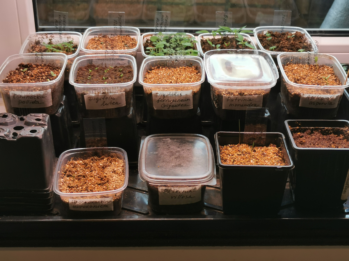 Мои посевы в марте