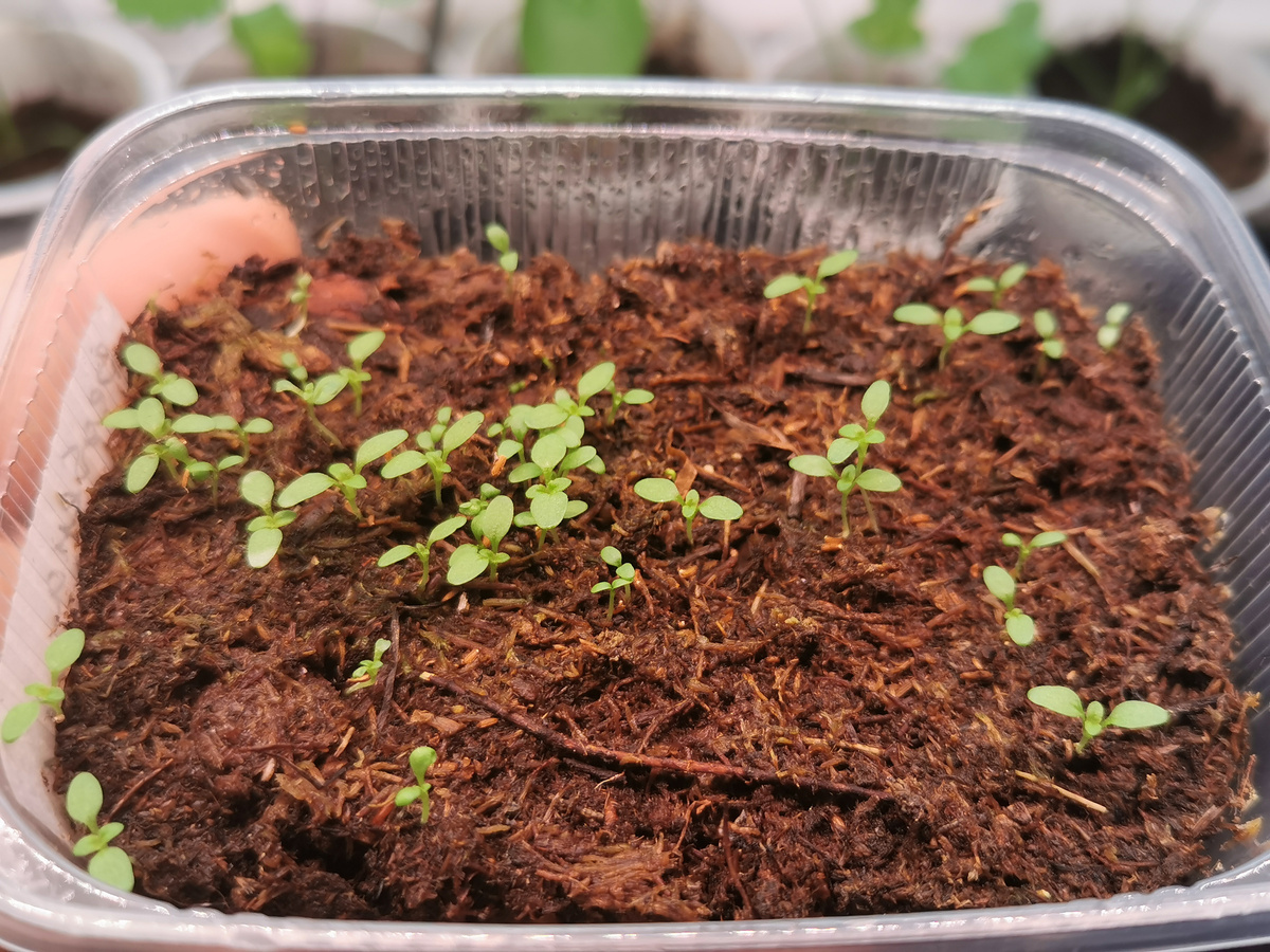 Плесень, которая уже подросла