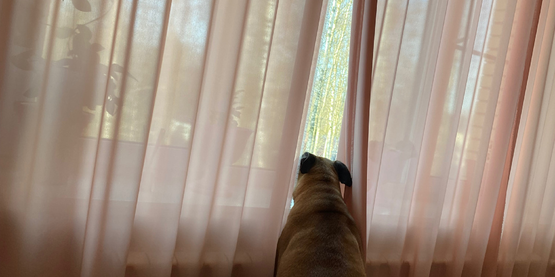 Весенняя пятница -День Собак