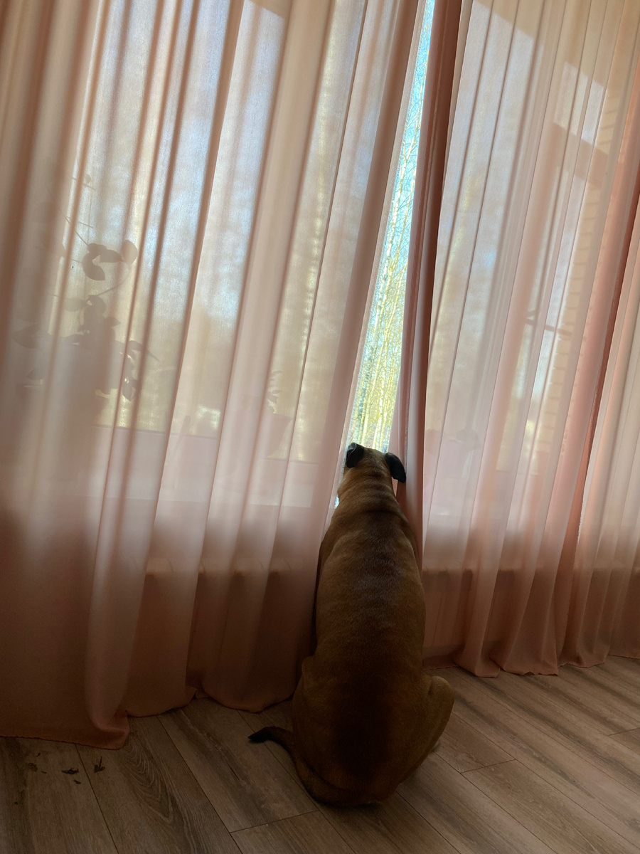 Выглядывала весну в окна 