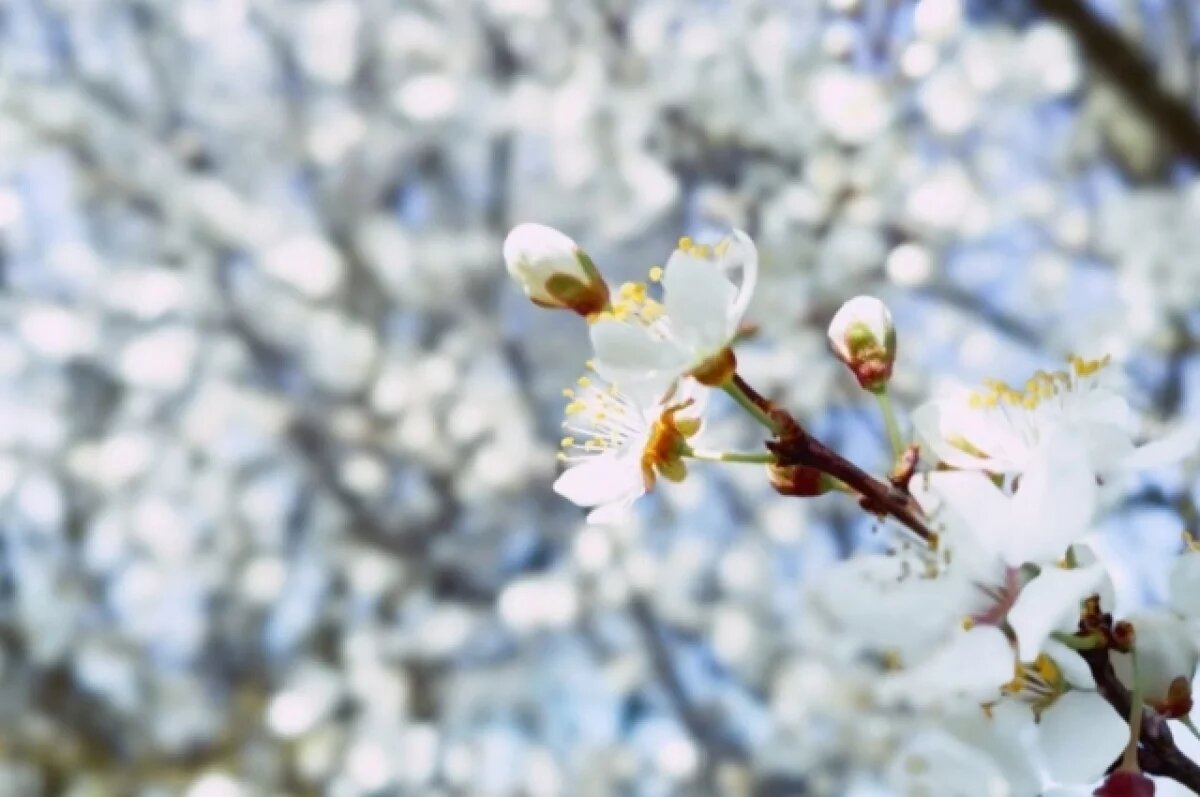    Стало известно, какой будет погода 20 марта в Адыгее