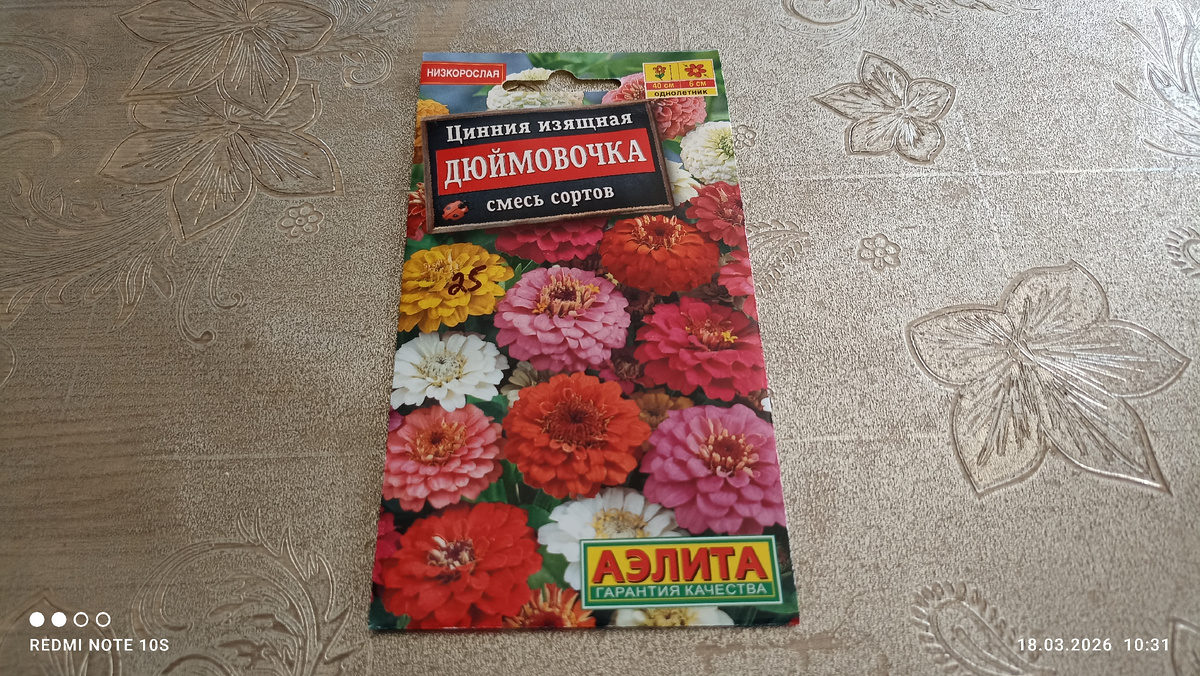 Цинния ,, Дюймовочка. ,, Фото автора.