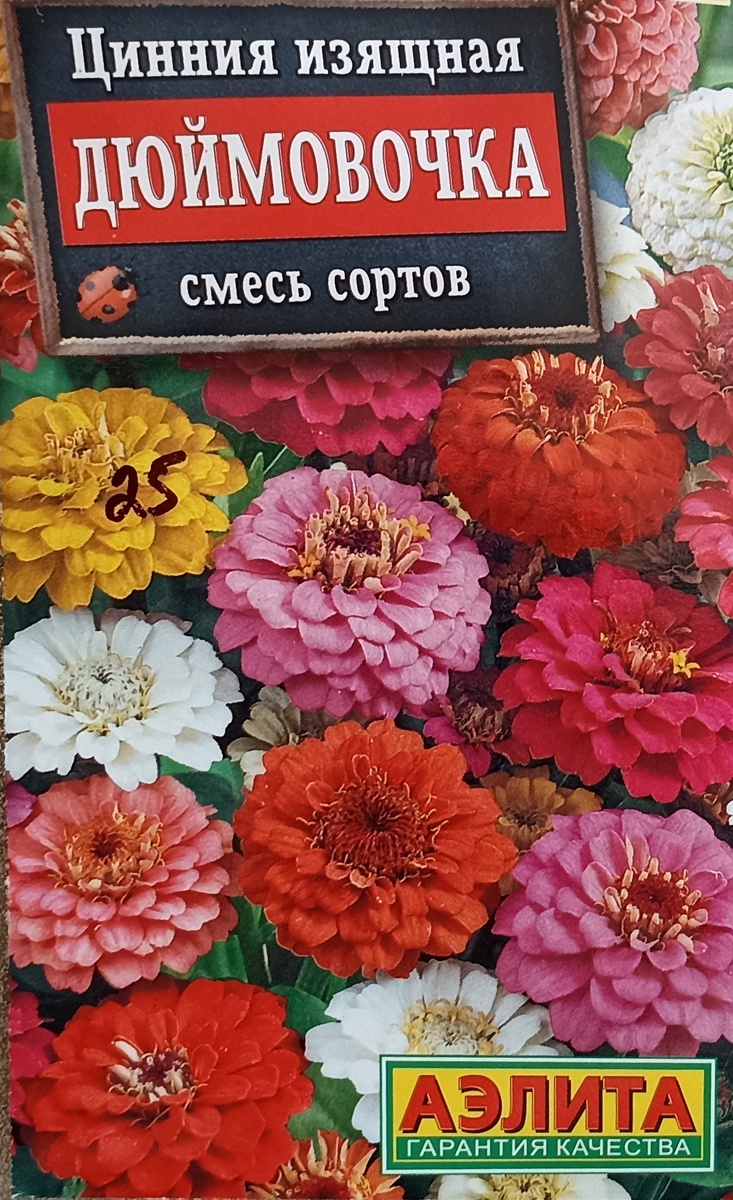 Цинния ,, Дюймовочка. ,, Фото автора.