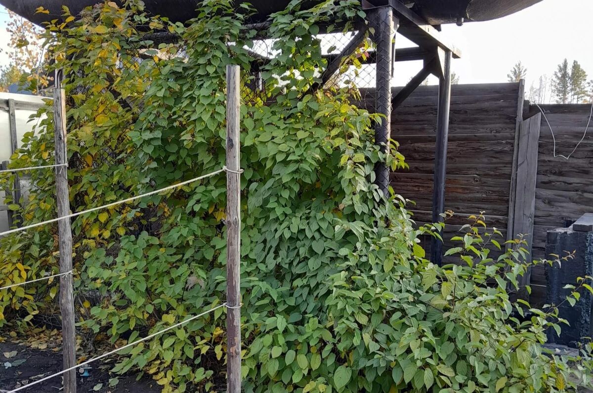 Компостной кучи не видно. Фото Алёны 